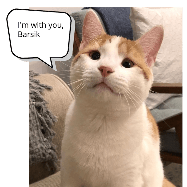 Barsik cat