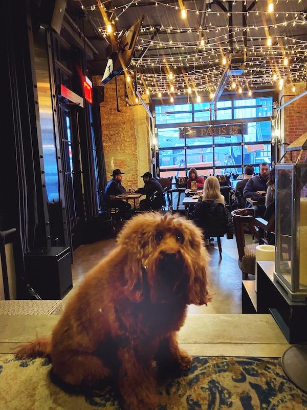 Arthouse Hotel Dog
