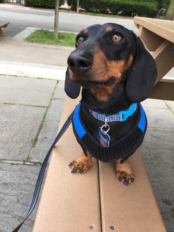 Ellington in the Park NYC