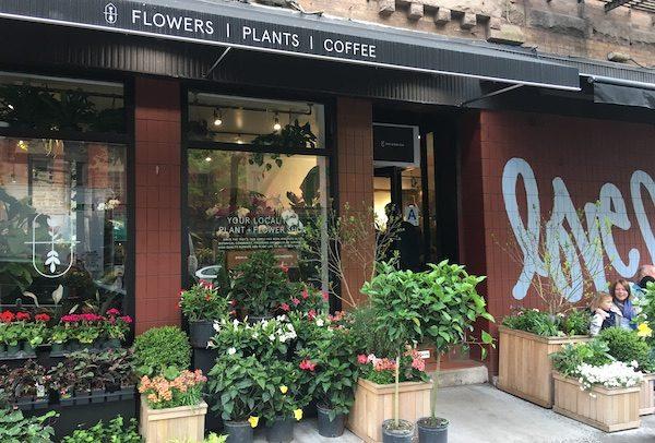 Plantshed NYC Plant Store