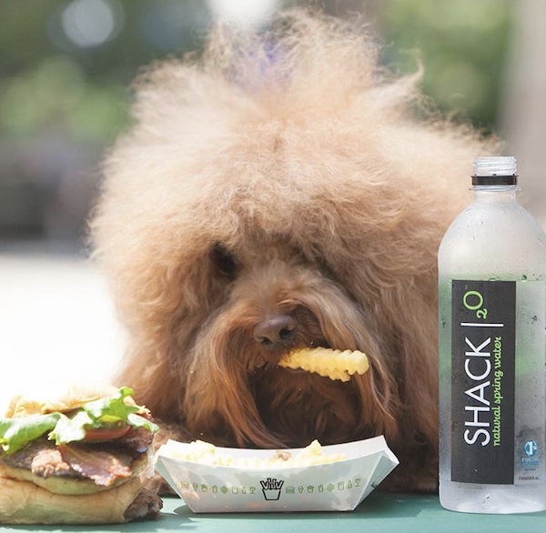 Shake Shack Dog