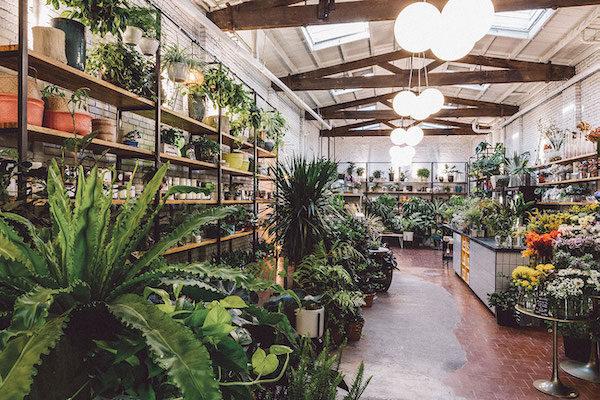 Sprout Best NYC Plant Store