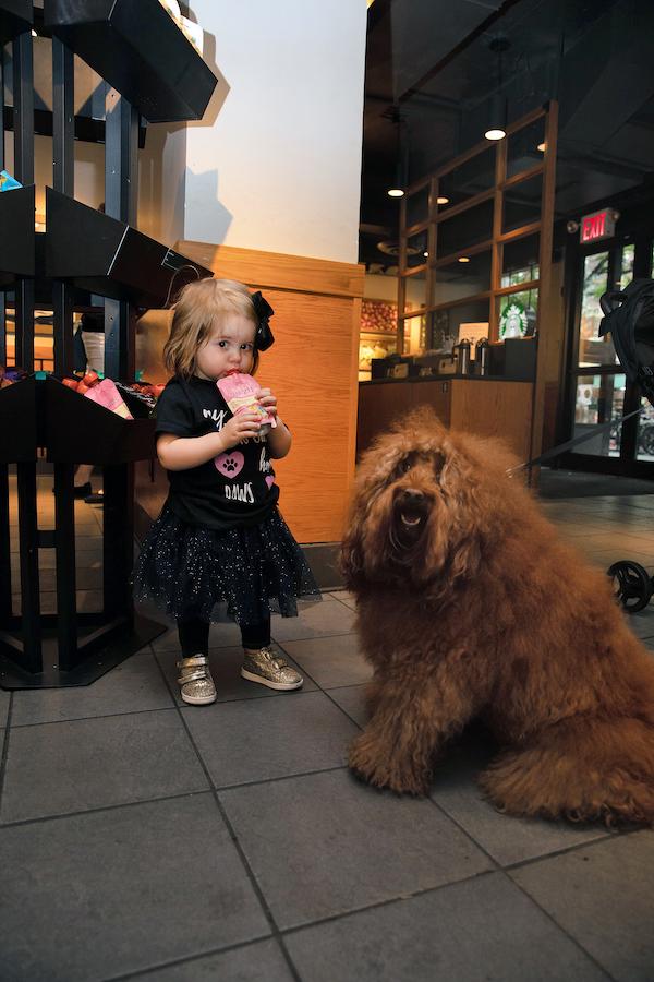 Starbucks Dog