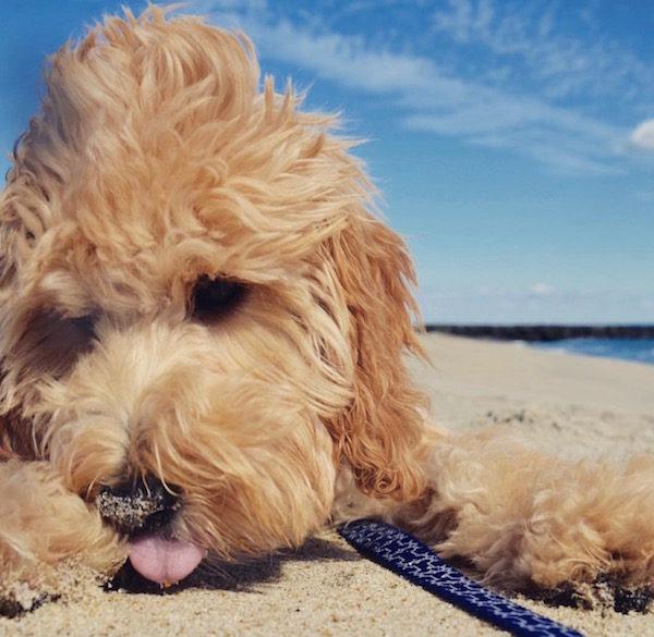Labradoodle