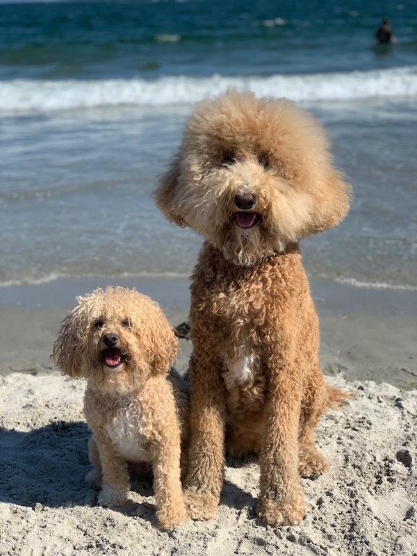 dog beach longport new jersey