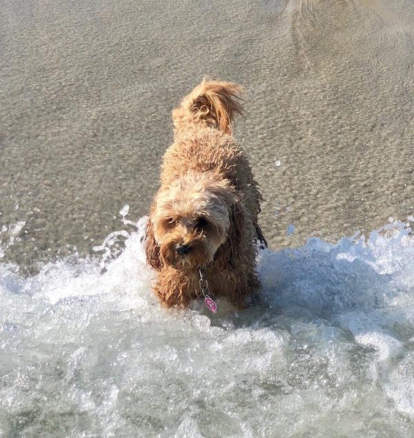 dog beach longport nj