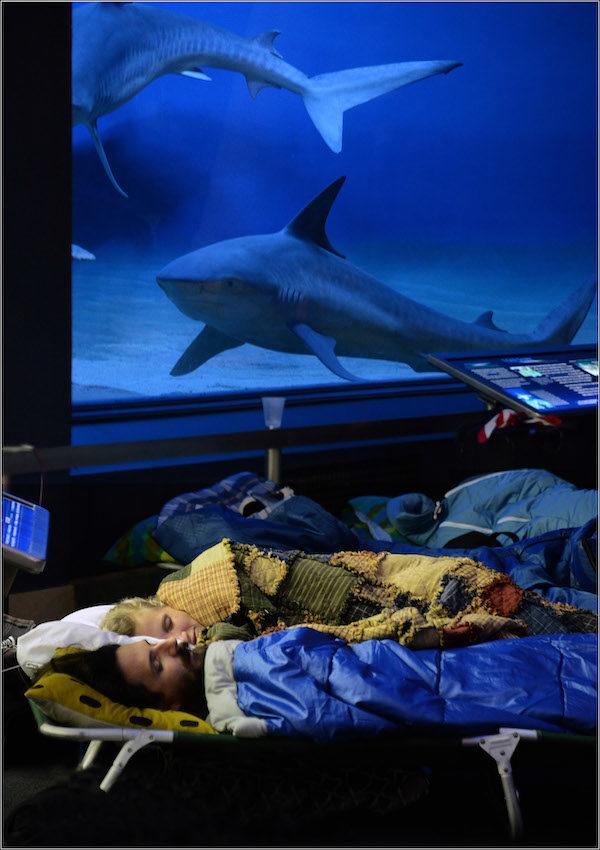 Adult Sleepovers American Museum of Natural History