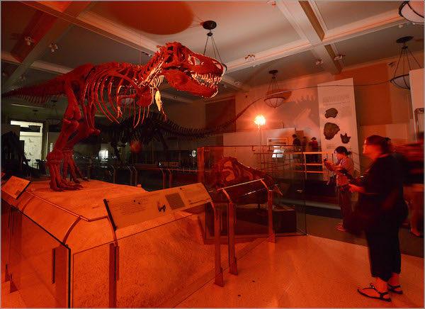 Night at Museum NYC AMNH