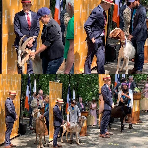 Top 5 Goats Riverside Park NYC