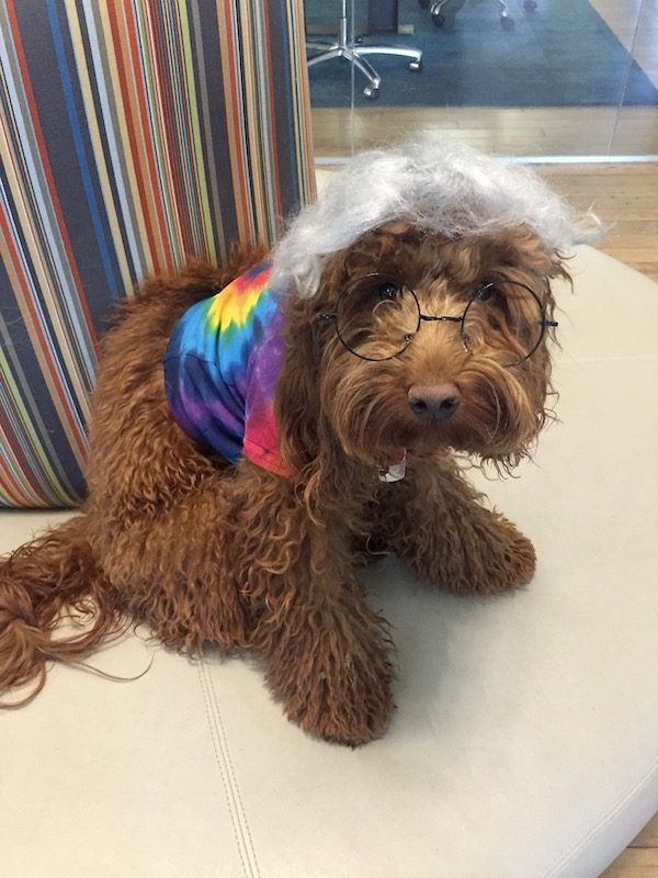 Jerry Garcia Dog