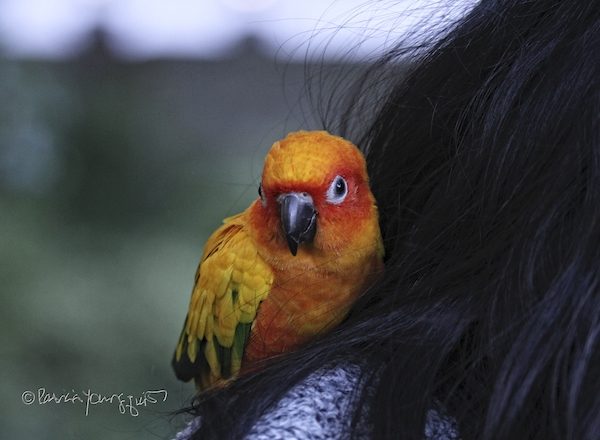 Mango Parrot