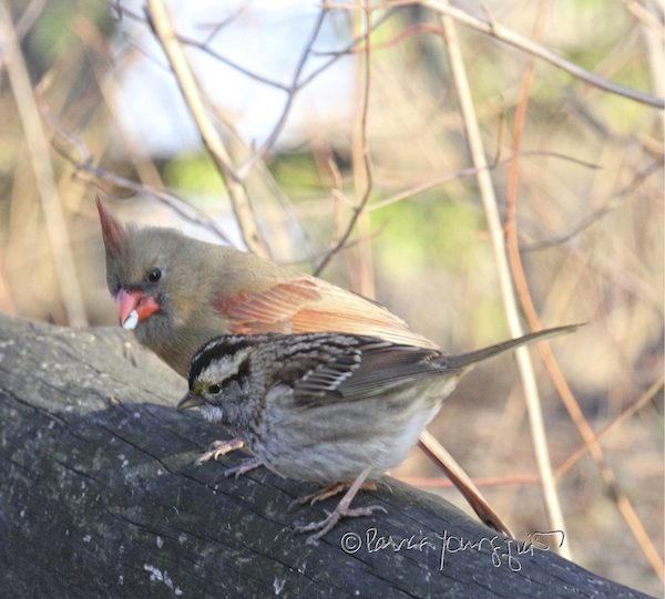 birds Central Park