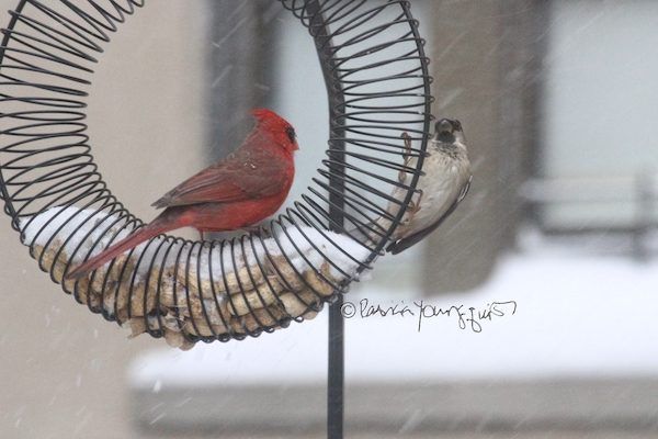 birds in garden