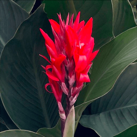 canna lily
