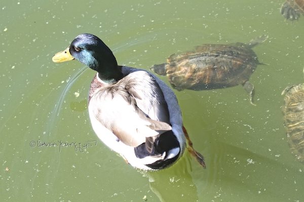 duck and turtle in Central Park