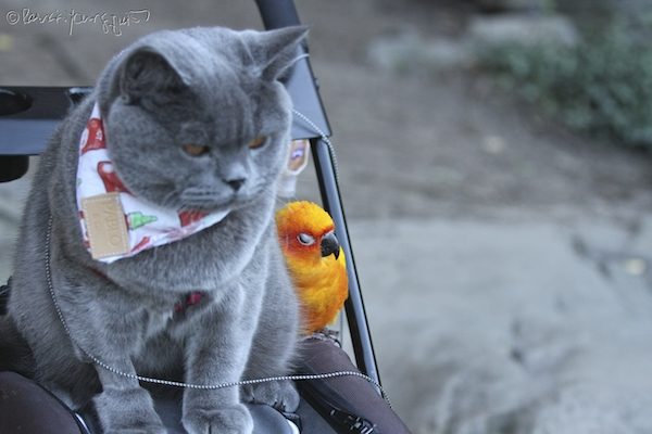 unlikely animal friends NYC