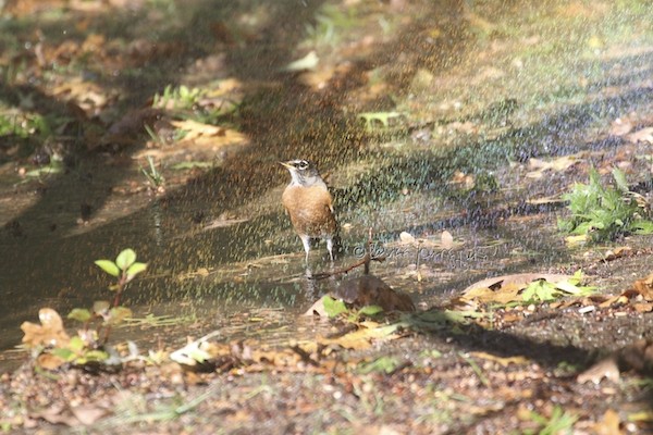 Central Park Wildlife