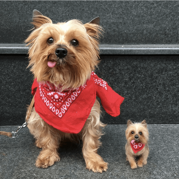 Cocoa and her mini copy
