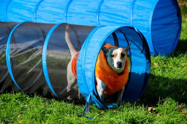 Dog Fest Riverside Park
