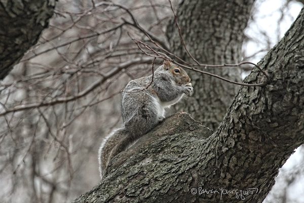 Squirrel Riverside Park