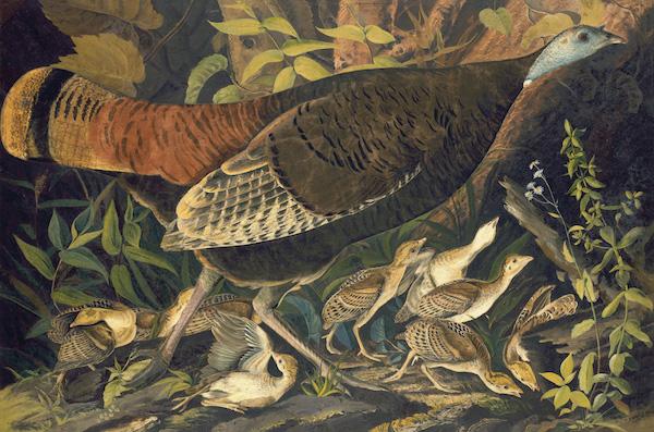 Audubon Birds NY Historical Society