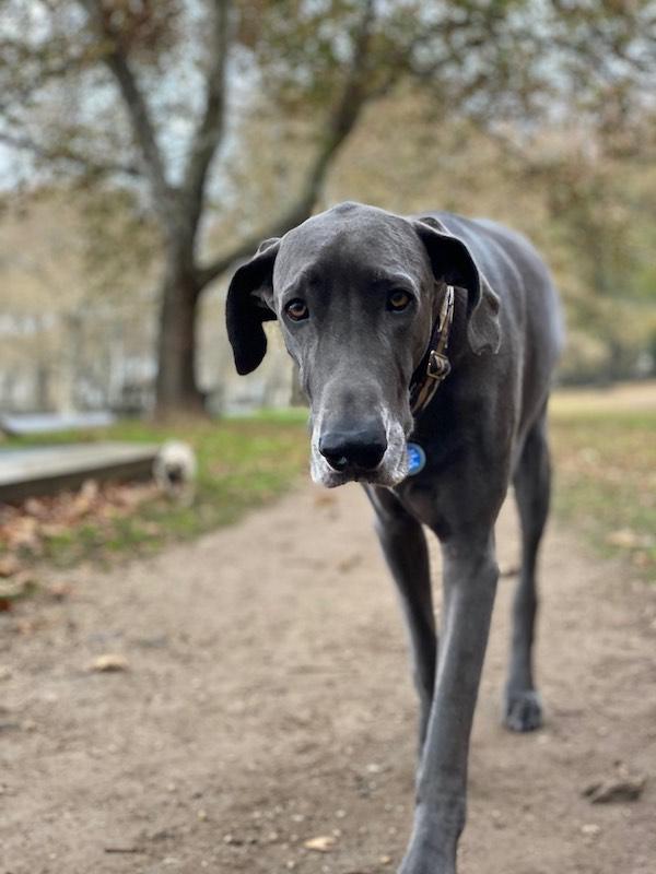 Great Dane Central Park