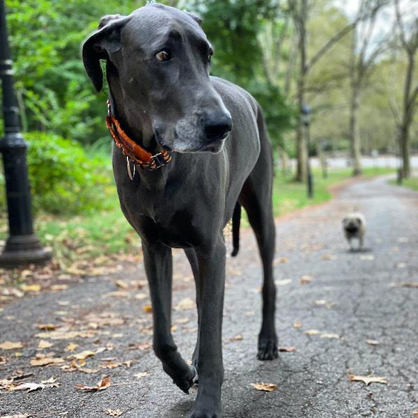 giant Great Dane
