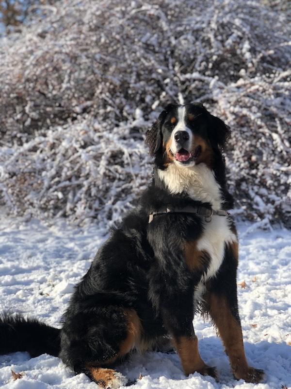 Giant Bernese Mountain dog