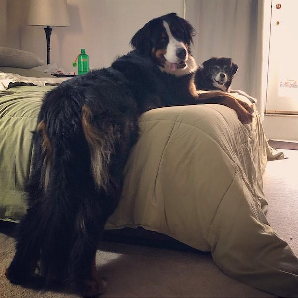 Bernese Mountain Dog NYC
