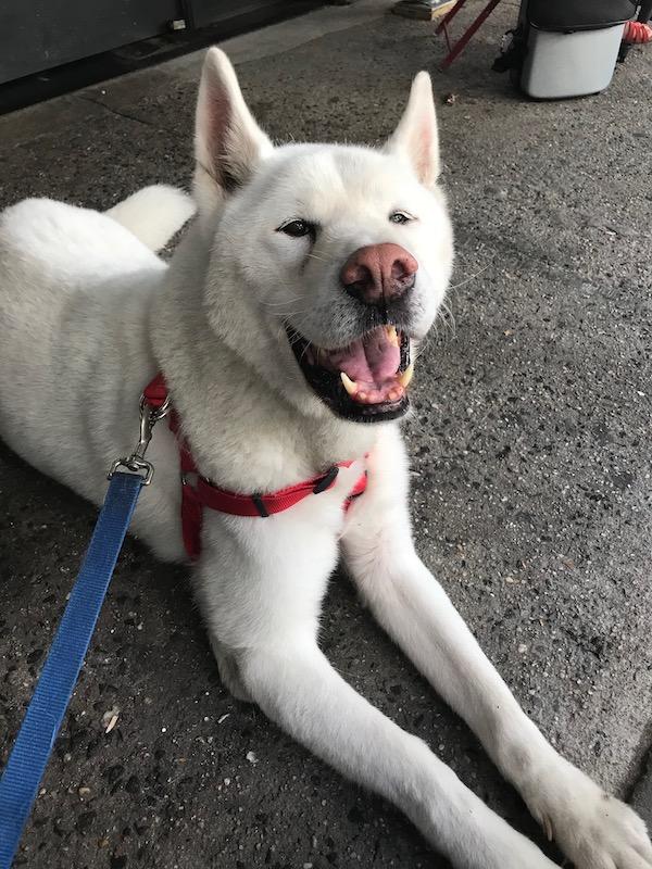 Huge Akita