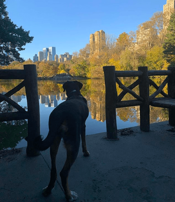 Swiss Mountain Dog Central Park