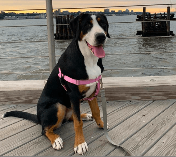 Giant Greater Swiss Mountain Dog