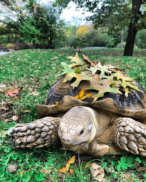 Henry Tortoise Central Park