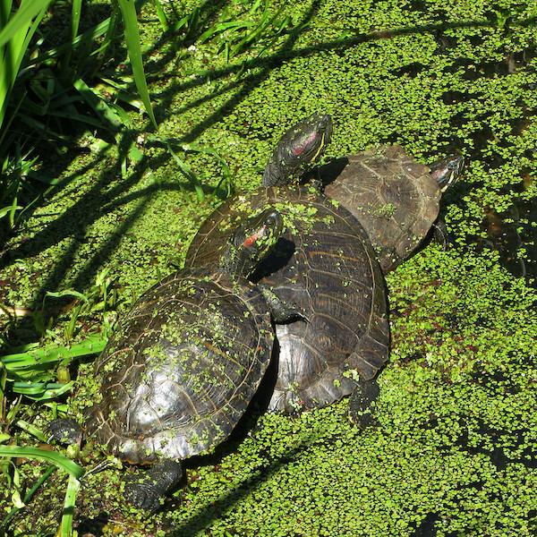 Invasive Turtles Central Park NYC