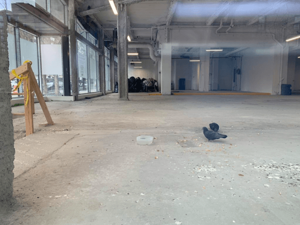 pigeon sighting columbus avenue