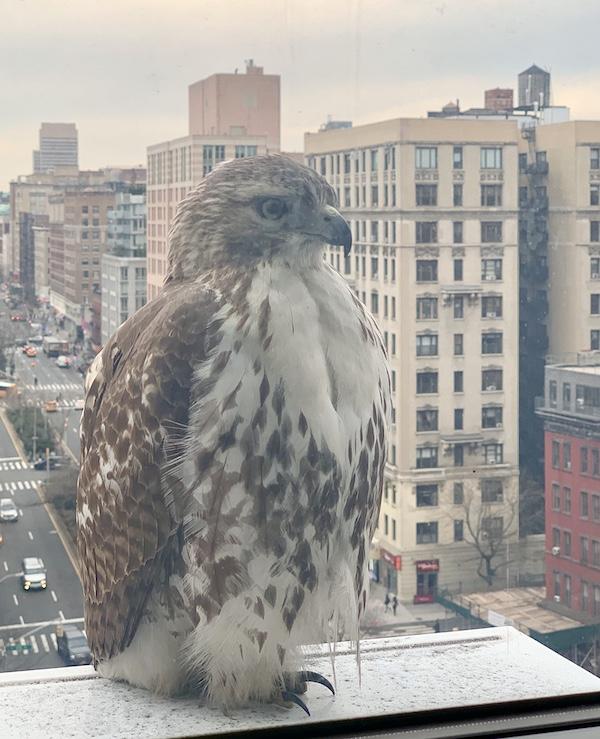 red tailed hawk sighting