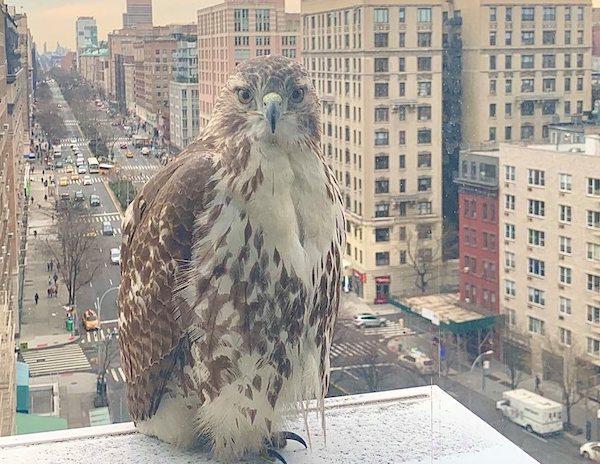 red-tailed hawk upper west side