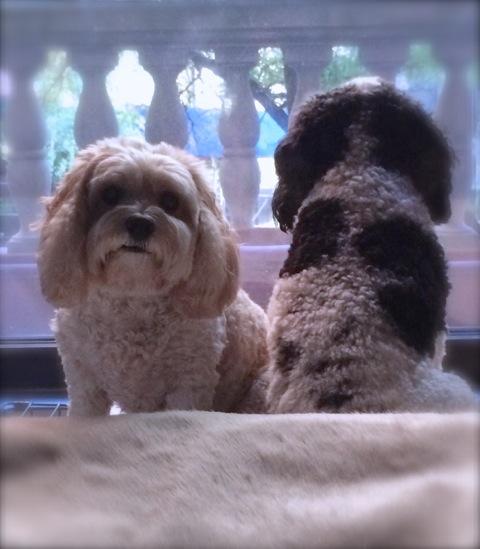 Bichon Frises
