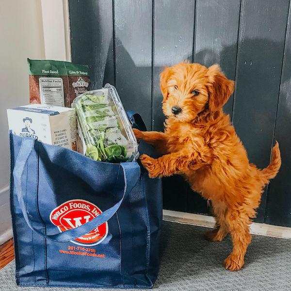 Woolco Foods Pup