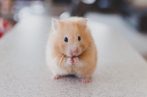 pet safety from coronavirus