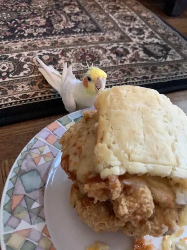 Cockatiel eating Jacob's Pickles
