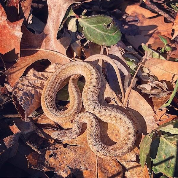 Morningside Park Snake