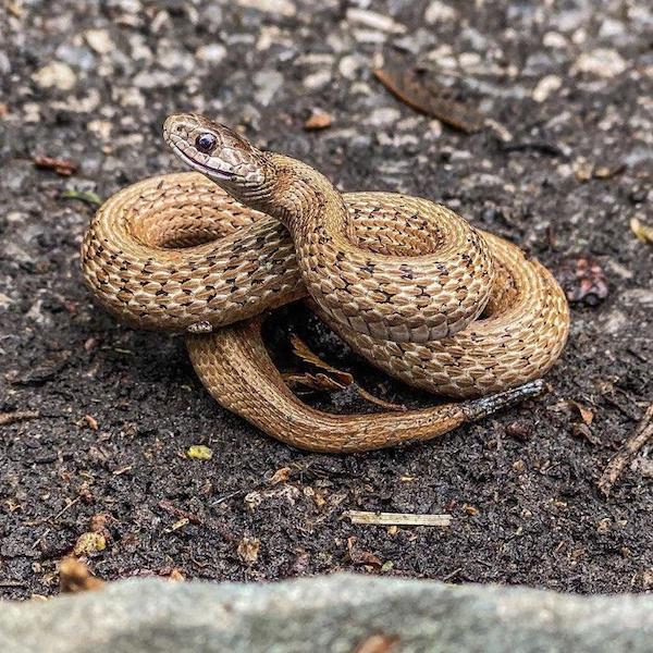 Snake Sighting Morningside Park