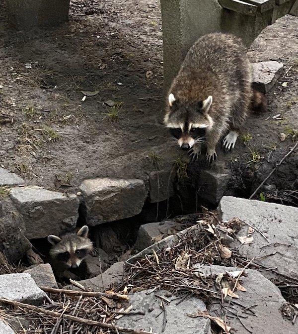 Baby Raccoon Riverside Park