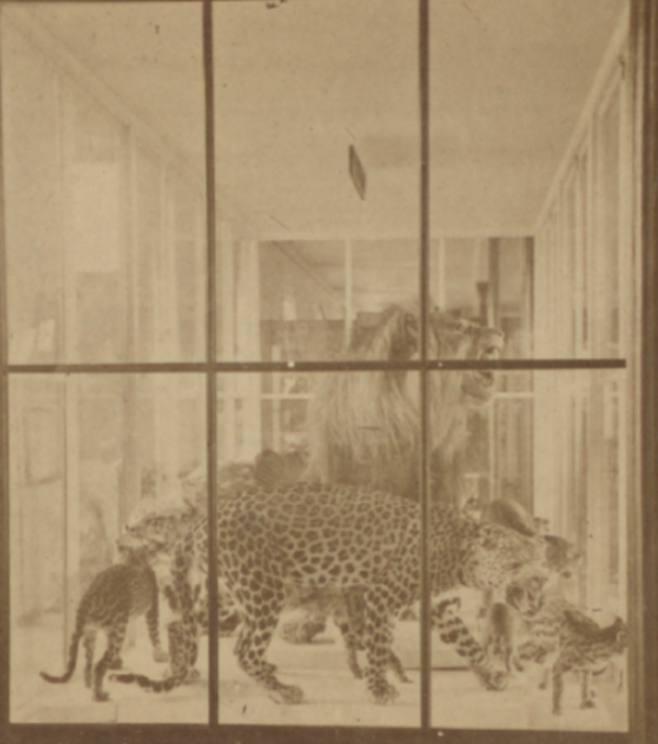 Central Park Zoo Menagerie