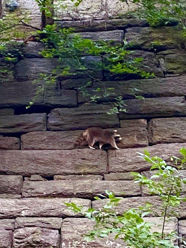 Climbing Raccoon