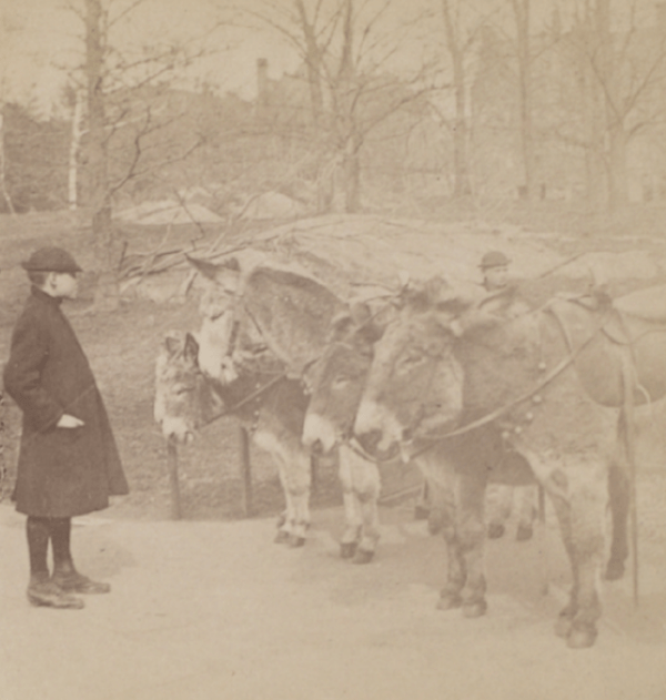 Donkeys in Central Park