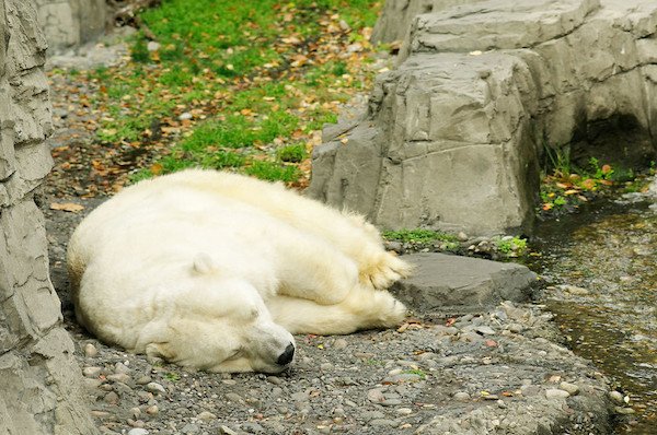 Gus the Polar Bear