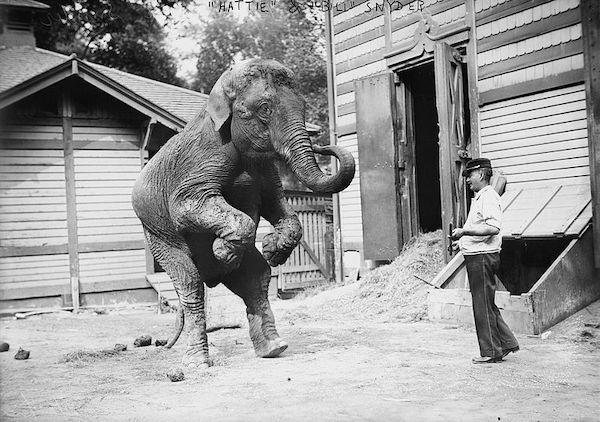 Hattie the elephant