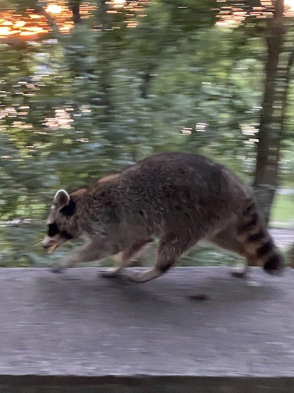 Raccoon on the Run